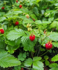 Wild Strawberry Live Plants - Fragaria vesca - Set of 2 - 3