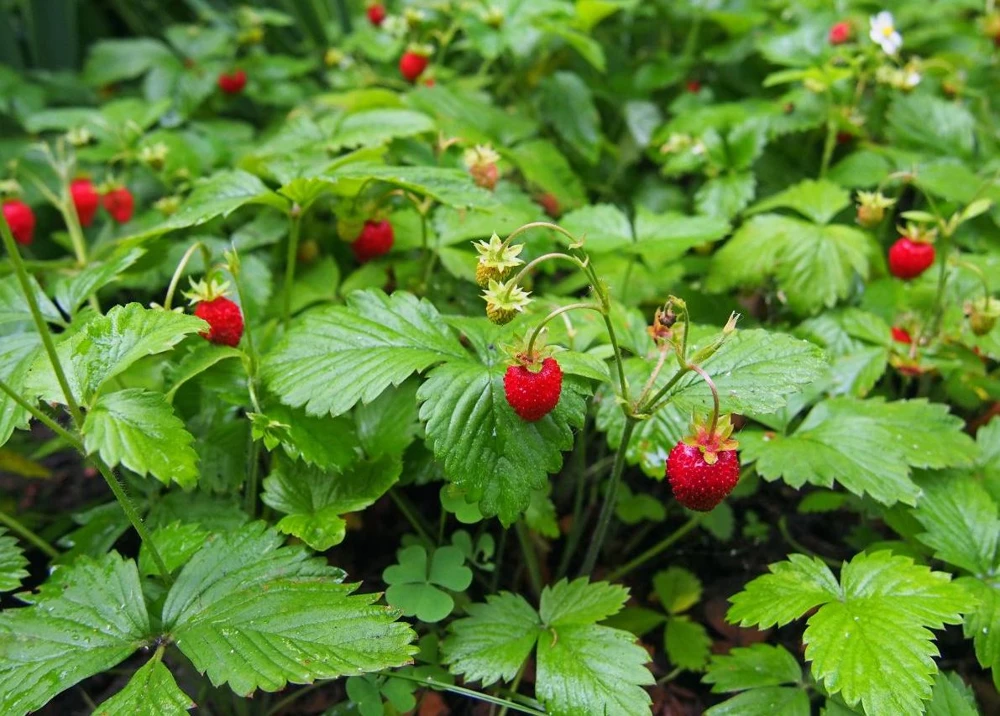 Wild Strawberry Live Plants - Fragaria vesca - Set of 2 - 3" Pots - Edible Berries - Image 3