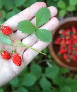 Wild Strawberry Live Plants - Fragaria vesca - Set of 2 - 3