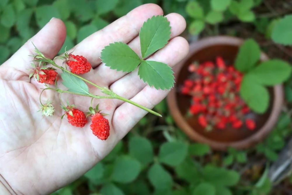 Wild Strawberry Live Plants - Fragaria vesca - Set of 2 - 3" Pots - Edible Berries - Image 4