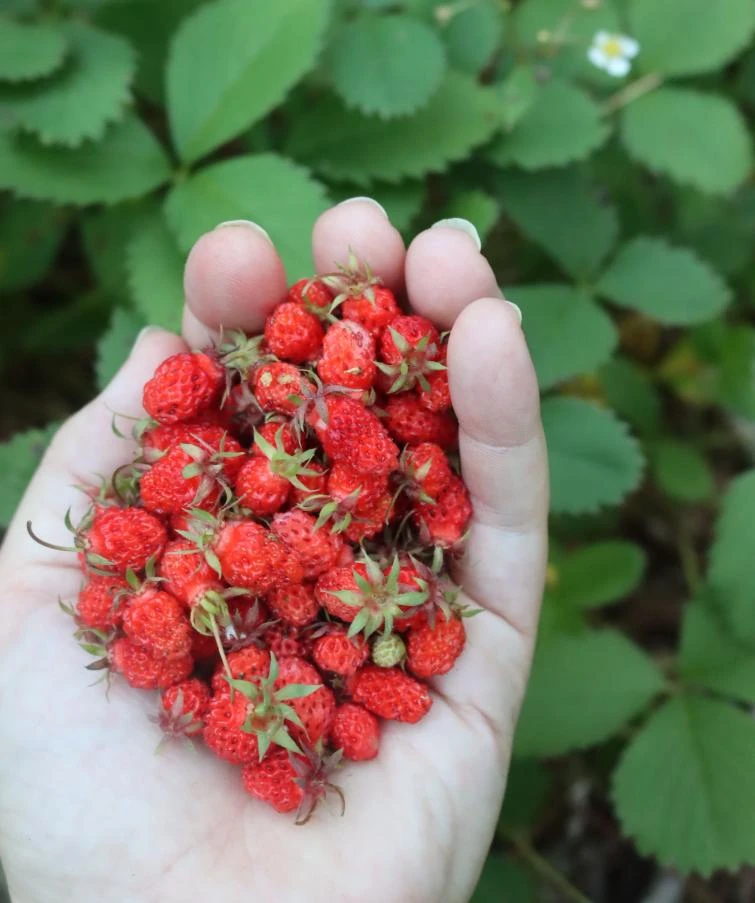 Wild Strawberry Live Plants - Fragaria vesca - Set of 2 - 3" Pots - Edible Berries - Image 5