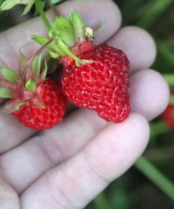 Wild Strawberry Live Plants - Fragaria vesca - Set of 2 - 3
