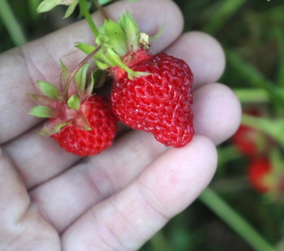 Wild Strawberry Live Plants - Fragaria vesca - Set of 2 - 3" Pots - Edible Berries - Image 6