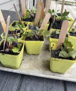 Wild Strawberry Live Plants - Fragaria vesca - Set of 2 - 3