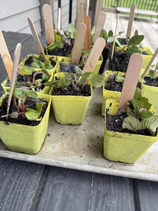 Wild Strawberry Live Plants - Fragaria vesca - Set of 2 - 3" Pots - Edible Berries - Image 7