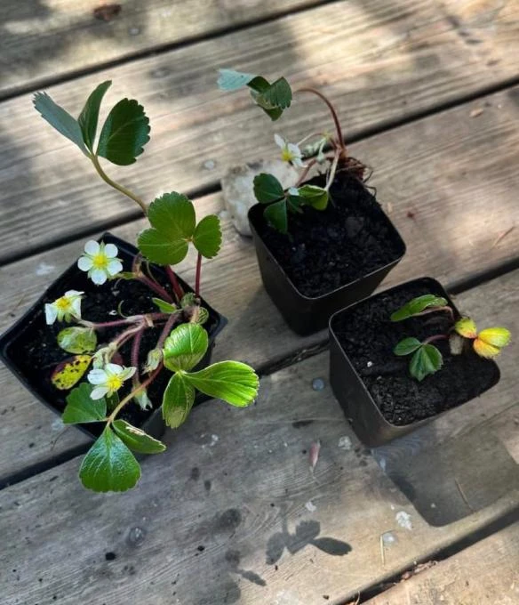 Wild Strawberry Live Plants - Fragaria vesca - Set of 2 - 3" Pots - Edible Berries - Image 8