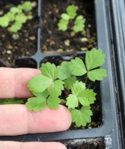 Wild Strawberry Live Plants - Fragaria vesca - Set of 2 - 3