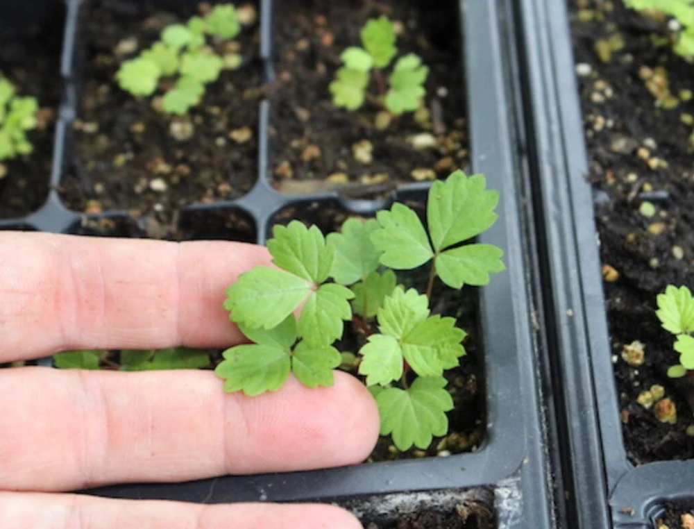 Wild Strawberry Live Plants - Fragaria vesca - Set of 2 - 3" Pots - Edible Berries - Image 9
