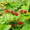 Wild Strawberry Live Plants - Fragaria vesca - Set of 2 - 3" Pots - Edible Berries - Image 1