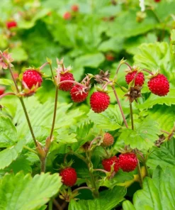 Wild Strawberry Live Plants - Fragaria vesca - Set of 2 - 3