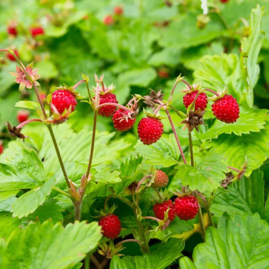 Wild Strawberry Live Plants - Fragaria vesca - Set of 2 - 3" Pots - Edible Berries - Image 1