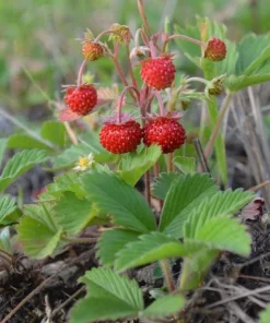 Wild Strawberry Plants - 2 Live Plants, 3 inch Pots - Perennial Groundcover Fruit - Image 3