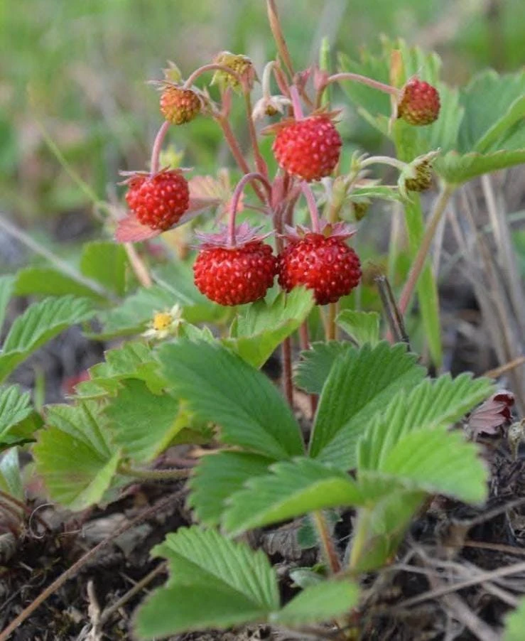Wild Strawberry Plants - 2 Live Plants, 3 inch Pots - Perennial Groundcover Fruit - Image 3