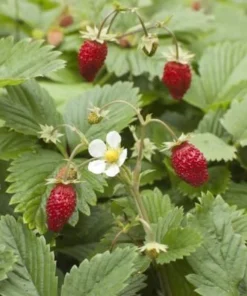Wild Strawberry Plants - 2 Live Plants, 3 inch Pots - Perennial Groundcover Fruit - Image 4