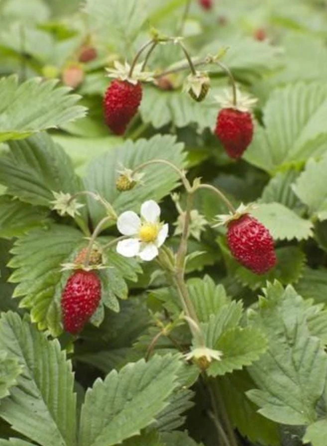 Wild Strawberry Plants - 2 Live Plants, 3 inch Pots - Perennial Groundcover Fruit - Image 4