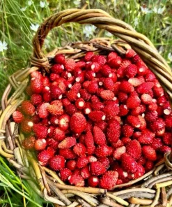 Wild Strawberry Plants - 2 Live Plants, 3 inch Pots - Perennial Groundcover Fruit - Image 5