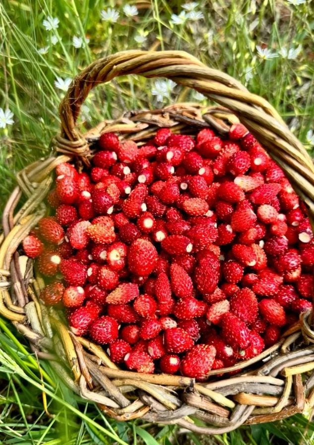 Wild Strawberry Plants - 2 Live Plants, 3 inch Pots - Perennial Groundcover Fruit - Image 5