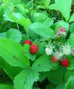 Wild Strawberry Plants - 2 Live Plants, 3 inch Pots - Perennial Groundcover Fruit - Image 6