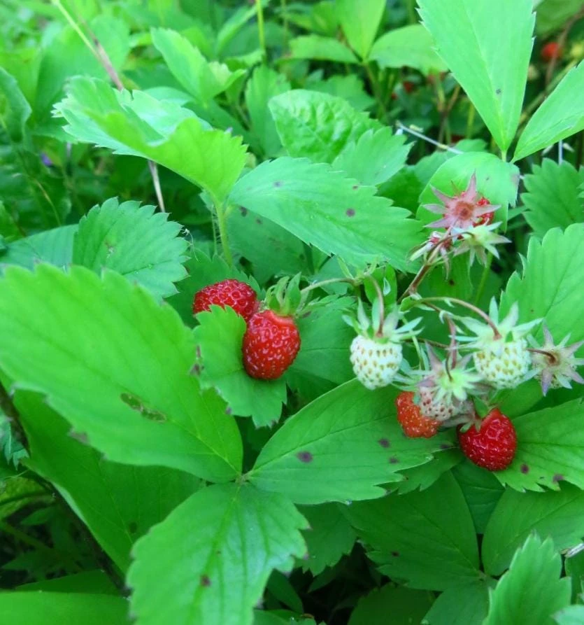 Wild Strawberry Plants - 2 Live Plants, 3 inch Pots - Perennial Groundcover Fruit - Image 6