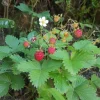 Wild Strawberry Plants - 2 Live Plants, 3 inch Pots - Perennial Groundcover Fruit - Image 1