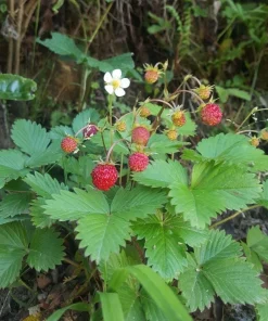Wild Strawberry Plants - 2 Live Plants, 3 inch Pots - Perennial Groundcover Fruit - Image 1