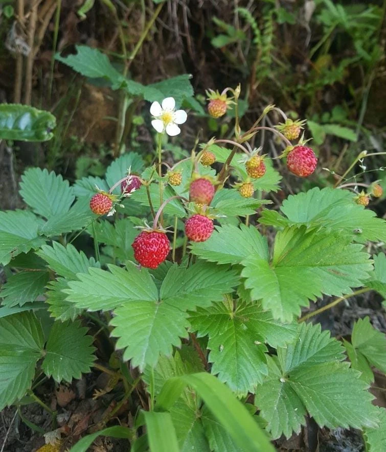 Wild Strawberry Plants - 2 Live Plants, 3 inch Pots - Perennial Groundcover Fruit - Image 1