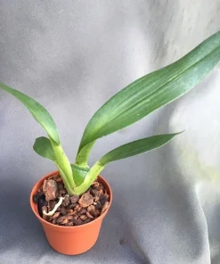 Wilhelmara Pinot Princess 'Nite Naulege' Orchid Live Plant – Oncidium Type – 2.5 inch Pot - Image 2