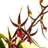 Wilhelmara Pinot Princess 'Nite Naulege' Orchid Live Plant – Oncidium Type – 2.5 inch Pot - Image 1