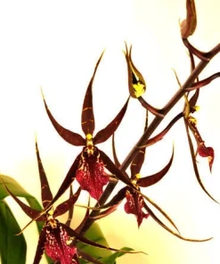 Wilhelmara Pinot Princess 'Nite Naulege' Orchid Live Plant – Oncidium Type – 2.5 inch Pot - Image 1