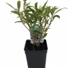 Willow Leaf Weeping Fig Live Plant - Ficus subulata - 2.5" Pot - Indoor/Outdoor - Image 1