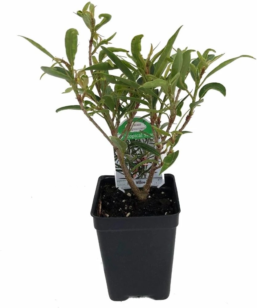 Willow Leaf Weeping Fig Live Plant - Ficus subulata - 2.5" Pot - Indoor/Outdoor - Image 1