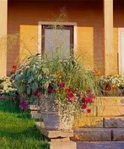 Wind Dancer Love Grass Seeds - Eragrostis Ornamental Plant, 15 Seeds, Outdoor - Image 2
