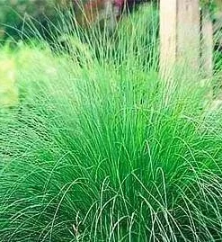 Wind Dancer Love Grass Seeds - Eragrostis Ornamental Plant, 15 Seeds, Outdoor - Image 3