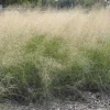 Wind Dancer Love Grass Seeds - Eragrostis Ornamental Plant, 15 Seeds, Outdoor - Image 1