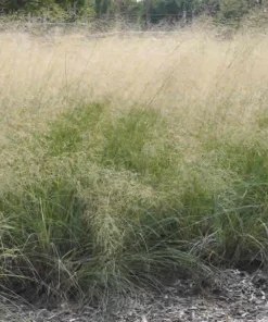 Wind Dancer Love Grass Seeds - Eragrostis Ornamental Plant, 15 Seeds, Outdoor - Image 1