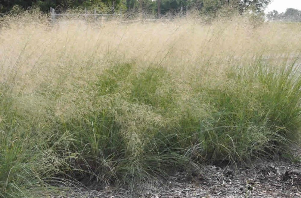 Wind Dancer Love Grass Seeds - Eragrostis Ornamental Plant, 15 Seeds, Outdoor - Image 1
