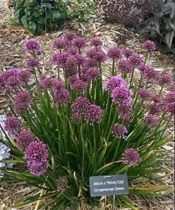 Windy City Flowering Onion Perennial - Allium Live Plant - Gallon Pot - Image 2