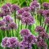 Windy City Flowering Onion Perennial - Allium Live Plant - Gallon Pot - Image 1