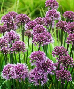 Windy City Flowering Onion Perennial - Allium Live Plant - Gallon Pot - Image 1