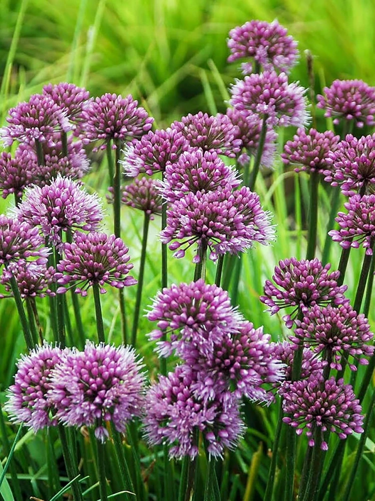 Windy City Flowering Onion Perennial - Allium Live Plant - Gallon Pot - Image 1