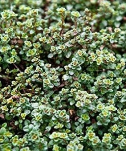 Wine & Roses Thyme Live Plant – 2.5