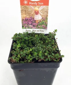 Wine & Roses Thyme Live Plant – 2.5