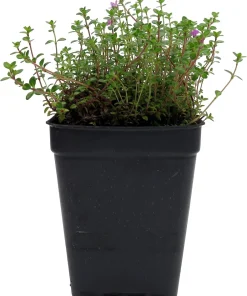 Wine & Roses Thyme Live Plant – 2.5
