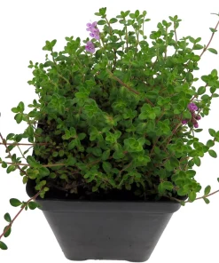 Wine & Roses Thyme Live Plant – 2.5