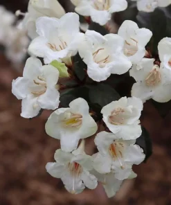 Wine & Spirits Weigela Live Plant – 4 inch Pot – Outdoor Shrub - Image 2