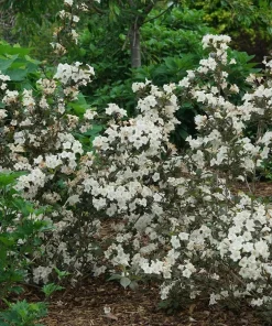 Wine & Spirits Weigela Live Plant – 4 inch Pot – Outdoor Shrub - Image 3