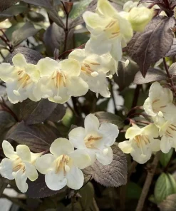 Wine & Spirits Weigela Live Plant – 4 inch Pot – Outdoor Shrub - Image 1