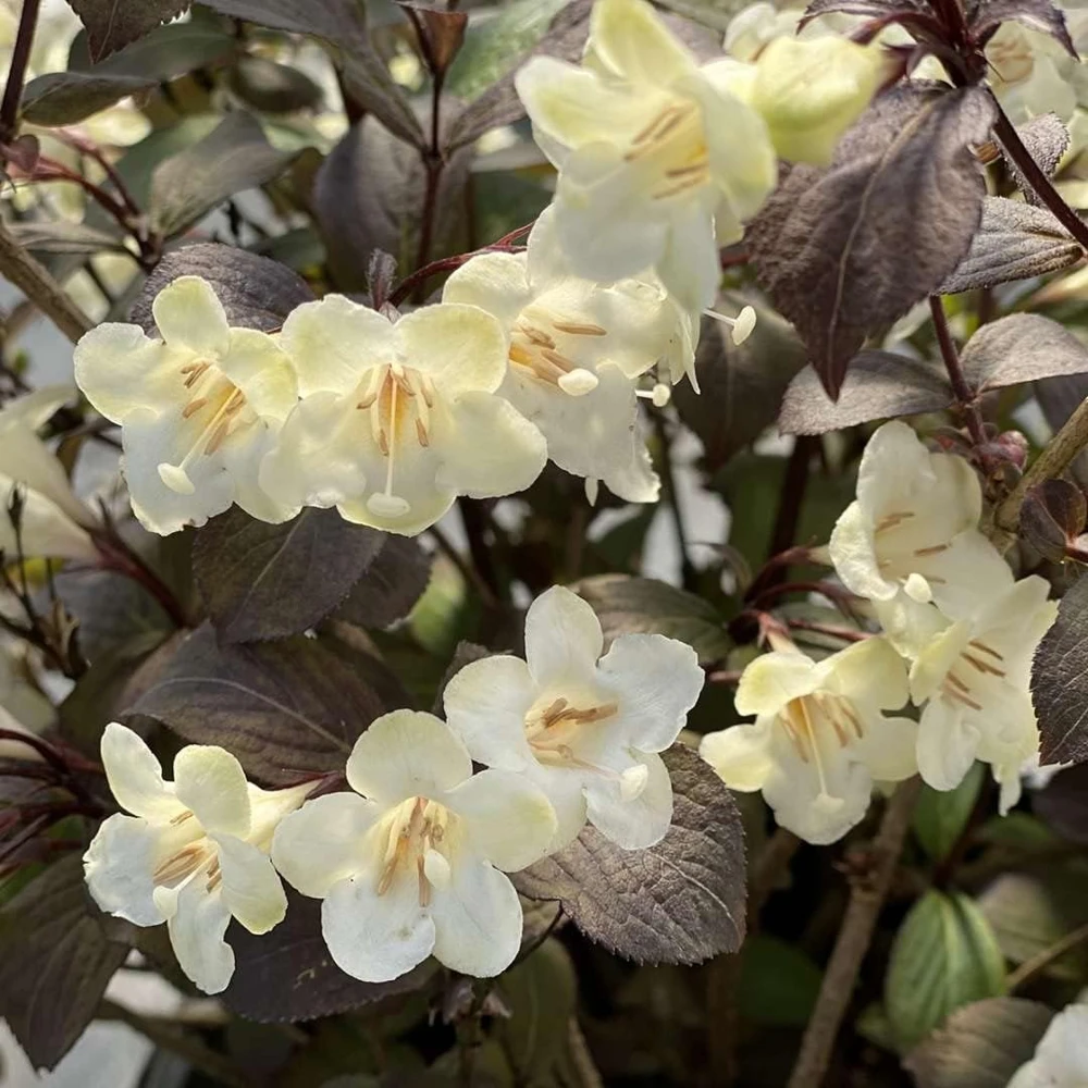 Wine & Spirits Weigela Live Plant – 4 inch Pot – Outdoor Shrub - Image 1