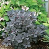 Winecraft Black Smokebush - 4" Pot - Cotinus - Proven Winners - Image 1