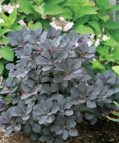 Winecraft Black Smokebush - 4